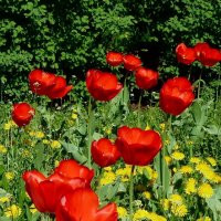 Красные тюльпаны. :: Чария Зоя 