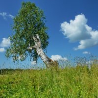 Одинокое дерево - 2 :: Валерий Талашов