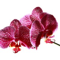 орхидея :: Сергей 