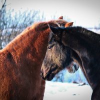 Первое Знакомство :: Кристина Щукина