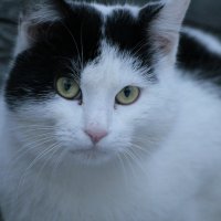 cat :: Анастасия Краснова