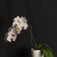 Орхидея :: Олег Дорошенко