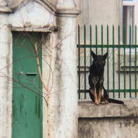 Пёс на заборе - обычное дело. :: Николай Сергиенко
