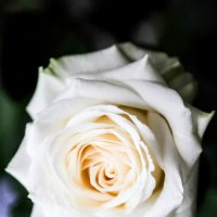 белая роза :: Елена 
