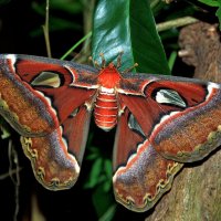 Attacus atlas :: Alexander Andronik