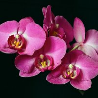 Орхидея 2 :: Viktor Eremenko