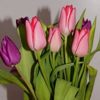 Тюльпаны. :: bybyakovo Ми
