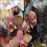 Орхидея. :: Anna Gornostayeva