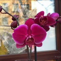 Орхидеям приписывают магические свойства. Они считаются самым эротическим цветком. :: Anna Gornostayeva