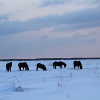 Лошади зимой :: Валентина Боровкова