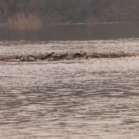 на льдине :: Владимир Зырянов