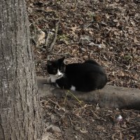черно-белая кошка :: kate grayeyed