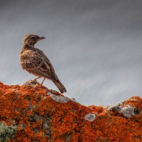 О весне. :: Эдуард Сычев