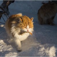 Жизнь жёлтого кота-рыбака... :: Татьяна Выборнова