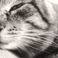 Спящий кот :: Анастасия 