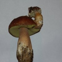 белый гриб (боровик) :: сергей 