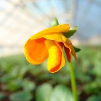 Viola cornuta  Rocky Tangerine :: laana laadas