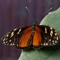Тропическая бабочка :: Любовь Изоткина