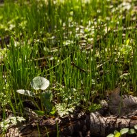 Приходит Весна —  зеленеет трава :: Чуб Андрей
