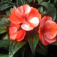 Impatiens New Guinea /  Бальзамин :: laana laadas