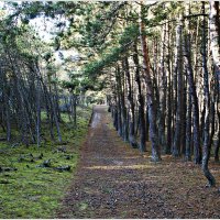Два разных леса через тропинку. :: Валерия Комова