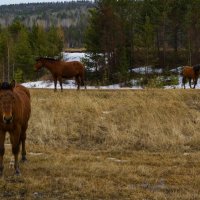 Три рыжих коня :: Сергей Шаврин