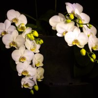 Орхидея Фаленопсис :: alexnder 