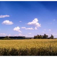 пшеница  золотая.... :: георгий петькун