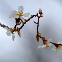 Весна пришла.... :: Александр Грищенко