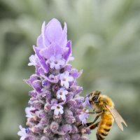 Лаванда и пчела :: Александр Деревяшкин