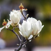Магнолия кобус (Magnolia kobus) :: Слава 