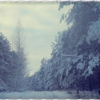 лес зимой :: Екатерина Камандакова