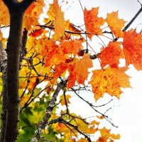 Осень :: олег фотограф-любитель