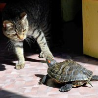 черепахи кошек не боятся :: Геннадий 