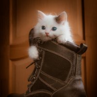 Кот и ботинок. :: Владимир 