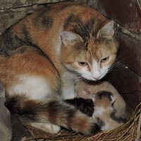 Кошка  соня с  детками :: Алёна Закатченко