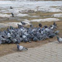 Голодные голуби :: Николай Варламов