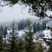 Снежный лес :: Konstantin 