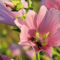 Пчела и цветок. :: Маргарита ( Марта ) Дрожжина