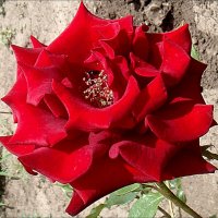Красная роза в саду расцвела... :: Нина Корешкова