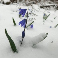 Что моя любовь - цветы под снегом... :: Елена Елена