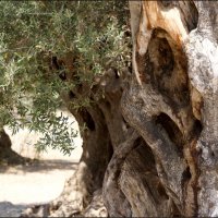 Этой оливе больше 1000 лет :: Наталия Григорьева