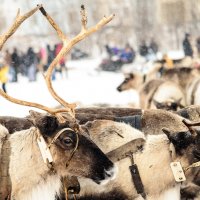 Рога есть не у всех :: Алексей Пирожков