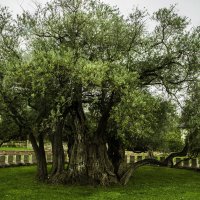 Дереву больше двух тысяч лет :: Gennadiy Karasev