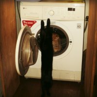 Стиральная машина для стирки кошек, если у вас много кошек, это очень удобно! :: Ольга Кривых