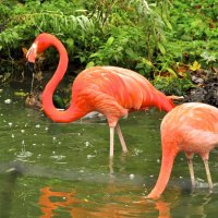 Фламинго в Венском зоопарке :: Андрей Крючков