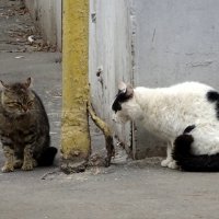 Мартовские коты. :: Лариса Авдонина