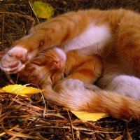 Осенний кот :: оля san-alondra
