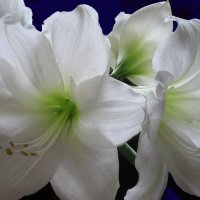 Гиппи цветет :: leoligra 