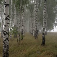 Туман в лесозащитной полосе....... :: Игорь Егоров